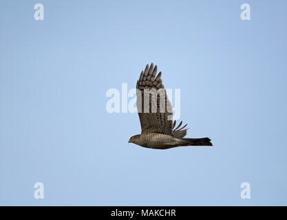 Eurasian Sparrowhawk, Accipiter Nisus, erwachsene Frau, im Flug, Lancashire, England, Großbritannien Stockfoto