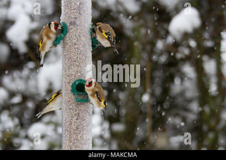 Goldfinches (Carduelis carduelis) am Schrägförderer im Winter Schnee, ungebundene Königreich Stockfoto
