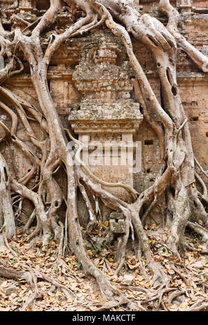 Kambodscha antiken Tempel überwuchert von Baumwurzeln, Sambor Prei Kuk UNESCO Weltkulturerbe, Kampong Thom, Kambodscha Asien Stockfoto