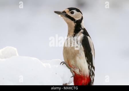 Mehr Specht (Dendrocopos major) im Schnee, ungebundene Königreich entdeckt Stockfoto