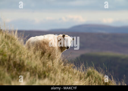 Schafe auf ländlichen walisischen Hügel in die Brecon Beacons, Wales, Großbritannien Stockfoto