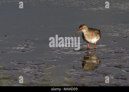 Rotschenkel (Tringa totanus) in schlammigen See Pool, Gloucestershire, VEREINIGTES KÖNIGREICH Stockfoto