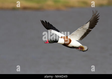 Brandente (Tadorna tadorna) im Flug, Gloucestershire Stockfoto