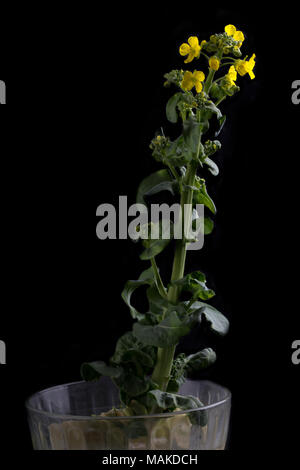 Sprossen von Peking Kohl im Wasser. Stockfoto