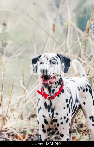 Dalmatiner Hund spazieren in der Natur, Großbritannien Stockfoto