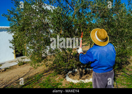 Man Pflaumen einen Olivenbaum mit großen Scheren und Strohhut in einem ländlichen Gebiet. Natürliche und sonnige Landschaft. Stockfoto