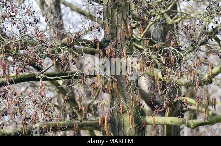 Männliche Kätzchen und Frau Kegel auf der gleichen reifen Erle (Alnus glutinosa) Baum im späten Winter. Sevenoaks, Kent, England, UK. Stockfoto