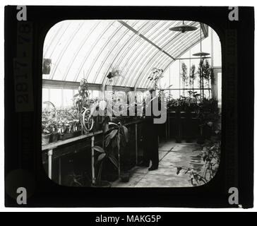 Horizontal, schwarz-weiß Foto von einem Lehrer Prüfung der Pflanzen im grünen Haus. Titel: Pädagogische Museum Lantern slides: Wintergarten - McKinley High School. . Ca. 1904. Stockfoto