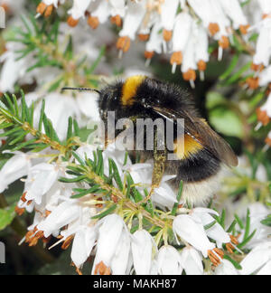 Eine neu entstandene queen White-tailed Hummel (Bombus lucorum) ernährt sich von Nektar aus Garten Heather Blumen im März. Bedgebury Wald, Kent, England. U Stockfoto