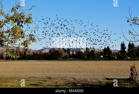 Redwinged blackbird Herde ein Feld an Ardenwood Historic Farm, Fremont, Kalifornien, USA Stockfoto