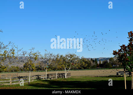 Blackbird Herde ein Feld an Ardenwood Historic Farm, Fremont, Kalifornien, USA Stockfoto