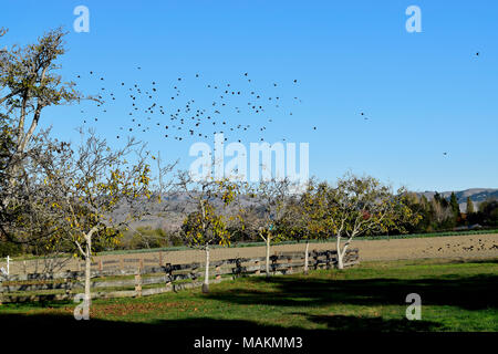 Blackbird Herde ein Feld an Ardenwood Historic Farm, Fremont, Kalifornien, USA Stockfoto