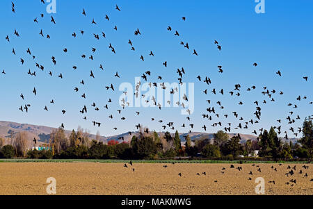 Blackbird Herde ein Feld an Ardenwood Historic Farm, Fremont, Kalifornien, USA Stockfoto