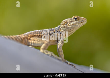 Sling-tailed Agama stellio (Stellagama cypriaca) endemische Unterarten subsp auf der Insel Zypern, oben zu schauen. Stellagama ist eine monotypische Gattung von agam Stockfoto