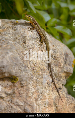 Troodos Lizard (Phoenicolacerta troodica) endemische Arten der Insel Zypern Stockfoto