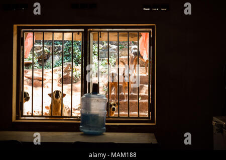 Kandy, Sri Lanka. 21 Feb, 2018. Einige der fast 170 gerettete Straßenhunde in Eva Ruppel's Küche auf ihr ländliches Anwesen in der Nähe von Kandy, Sri Lanka, am Mittwoch, 21. Februar 2018. Ruppel nicht Käfig die ca. 170 Hunde sie gerettet hat, die es Ihnen ermöglichen, Bewegungsfreiheit und interagieren in Kleinpackungen in mehrere Stifte in ihrer Eigenschaft als auch innerhalb Ihres Hauses. Ruppel erstellt Tikiri Vertrauen, mit der finanziellen Unterstützung ihres Vaters, zu retten und rehome Sri Lanka's Street Dogs. Es ist unmöglich, Sri Lanka, ohne zu sehen, Street Dogs in fast jedem öffentlichen Raum zu besuchen, in der Nähe von Stockfoto