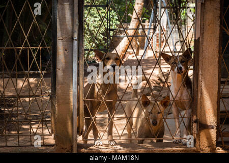 Kandy, Sri Lanka. 21 Feb, 2018. Einige der fast 170 gerettete Straßenhunde leben in Eva Ruppel's Tikiri Vertrauen Tierheim, suchen sie in einem angrenzenden Stift auf dem ländlichen Anwesen in der Nähe von Kandy, Sri Lanka, am Mittwoch, 21. Februar 2018. Ruppel nicht Käfig die ca. 170 Hunde sie gerettet hat, die es Ihnen ermöglichen, Bewegungsfreiheit und interagieren in Kleinpackungen in mehrere Stifte in ihrer Eigenschaft als auch innerhalb Ihres Hauses. Ruppel erstellt Tikiri Vertrauen, mit der finanziellen Unterstützung ihres Vaters, zu retten und rehome Sri Lanka's Street Dogs. Es ist unmöglich, Sri Lanka zu besuchen, ohne zu sehen stree Stockfoto