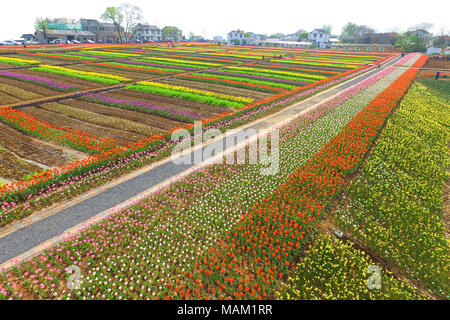 Nanjing, Nanjing, China. 2 Apr, 2018. Nanjing, China - 2. April 2018: Tulpen blühen in Nanjing in der chinesischen Provinz Jiangsu. Credit: SIPA Asien/ZUMA Draht/Alamy leben Nachrichten Stockfoto