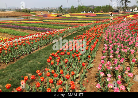 Nanjing, Nanjing, China. 2 Apr, 2018. Nanjing, China - 2. April 2018: Tulpen blühen in Nanjing in der chinesischen Provinz Jiangsu. Credit: SIPA Asien/ZUMA Draht/Alamy leben Nachrichten Stockfoto