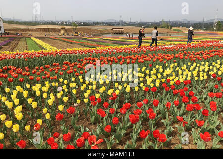 Nanjing, Nanjing, China. 2 Apr, 2018. Nanjing, China - 2. April 2018: Tulpen blühen in Nanjing in der chinesischen Provinz Jiangsu. Credit: SIPA Asien/ZUMA Draht/Alamy leben Nachrichten Stockfoto