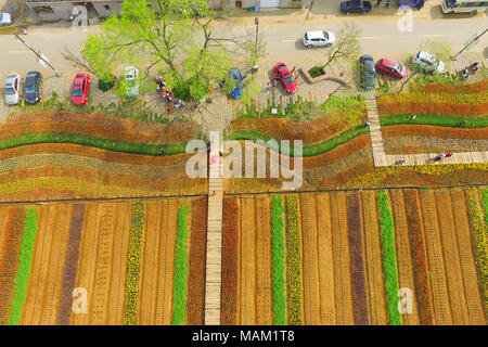 Nanjing, Nanjing, China. 2 Apr, 2018. Nanjing, China - 2. April 2018: Tulpen blühen in Nanjing in der chinesischen Provinz Jiangsu. Credit: SIPA Asien/ZUMA Draht/Alamy leben Nachrichten Stockfoto