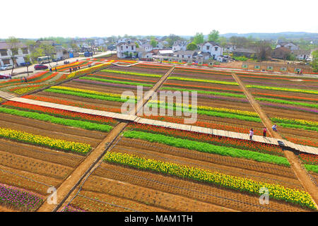 Nanjing, Nanjing, China. 2 Apr, 2018. Nanjing, China - 2. April 2018: Tulpen blühen in Nanjing in der chinesischen Provinz Jiangsu. Credit: SIPA Asien/ZUMA Draht/Alamy leben Nachrichten Stockfoto