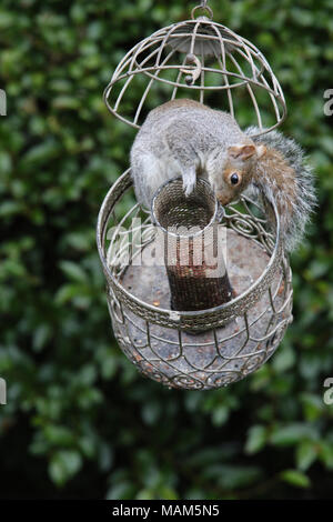 North Yorkshire, Großbritannien. März 2018. Clever Squirrel, das auf Erdnüssen auf der Vogelstation in North Yorkshire Garden Credit ernährt: Credit: Matt Pennington / Alamy Live News Stockfoto