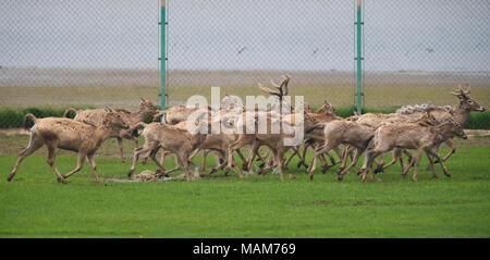 Nanchang. 3 Apr, 2018. Eine Herde von milu Rehe sind dargestellt in einem eingezäunten Bereich, bevor Sie in das Feuchtgebiet um Poyang See in der ostchinesischen Provinz Jiangxi, April 3, 2018 frei werden. China Dienstag 47 seltene milu Hirsche in freier Wildbahn in den Feuchtgebieten um Poyang See, die biologische Vielfalt zu verbessern und das Ökosystem des Landes der größte Süßwassersee schützen. Credit: Zhou Mi/Xinhua/Alamy leben Nachrichten Stockfoto