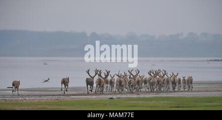 Nanchang. 3 Apr, 2018. Eine Herde von milu Rotwild Galopp im Feuchtgebiet um Poyang See in der ostchinesischen Provinz Jiangxi, 3. April 2018. China Dienstag 47 seltene milu Hirsche in freier Wildbahn in den Feuchtgebieten um Poyang See, die biologische Vielfalt zu verbessern und das Ökosystem des Landes der größte Süßwassersee schützen. Credit: Zhou Mi/Xinhua/Alamy leben Nachrichten Stockfoto