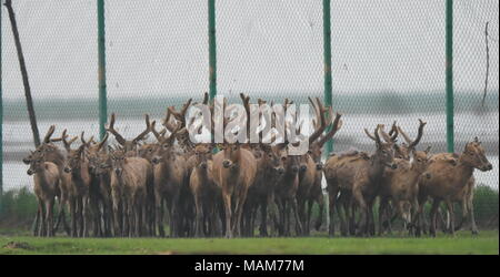 Nanchang. 3 Apr, 2018. Eine Herde von milu Rehe sind dargestellt in einem eingezäunten Bereich, bevor Sie in das Feuchtgebiet um Poyang See in der ostchinesischen Provinz Jiangxi, April 3, 2018 frei werden. China Dienstag 47 seltene milu Hirsche in freier Wildbahn in den Feuchtgebieten um Poyang See, die biologische Vielfalt zu verbessern und das Ökosystem des Landes der größte Süßwassersee schützen. Credit: Zhou Mi/Xinhua/Alamy leben Nachrichten Stockfoto