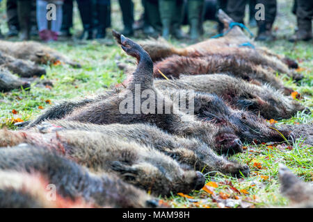 27. Januar 2018, Deutschland, Glaisin: Über 40 Wildschweine sind auf dem Boden ausgestreckt nach einer Jagd. Nach Schätzungen der Forstwirtschaft Behörde gibt es zu viele wilde Boards im Nordosten von Deutschland. Die Afrikanische Schweinepest ist nicht der einzige Grund, warum die Jagd auf Wildschweine intensiviert. Foto: Jens Büttner/dpa-Zentralbild/ZB Stockfoto