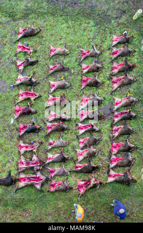 27. Januar 2018, Deutschland, Glaisin: Über 40 Wildschweine sind auf dem Boden ausgestreckt nach einer Jagd. Nach Schätzungen der Forstwirtschaft Behörde gibt es zu viele wilde Boards im Nordosten von Deutschland. Die Afrikanische Schweinepest ist nicht der einzige Grund, warum die Jagd auf Wildschweine intensiviert. Foto: Jens Büttner/dpa-Zentralbild/ZB Stockfoto