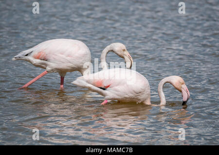 Mehr Flamingo, Phoenicopterus roseus, Aiguamolls Empordà, Katalonien, Spanien Stockfoto