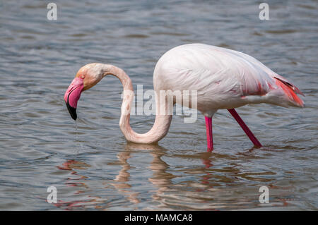 Mehr Flamingo, Phoenicopterus roseus, Aiguamolls Empordà, Katalonien, Spanien Stockfoto