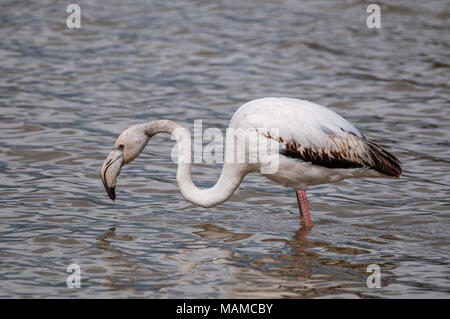 Mehr junge Flamingo, Phoenicopterus roseus, Aiguamolls Empordà, Katalonien, Spanien Stockfoto