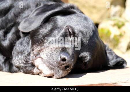 Schwarzer Labrador schlafen im Garten Stockfoto