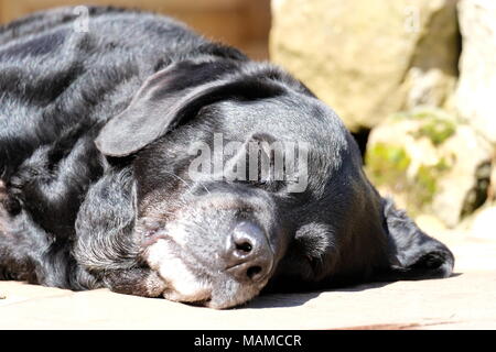 Schwarzer Labrador schlafen im Garten Stockfoto
