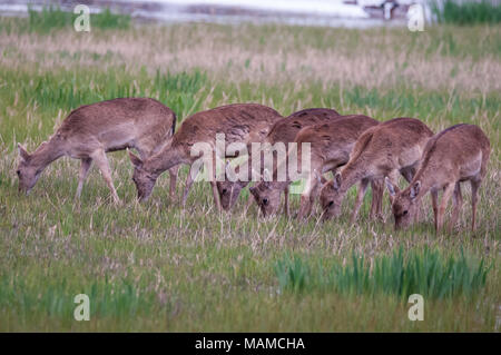 Sechs Damhirsch, essen Gras, Dama Dama, Aiguamolls Empordà, Katalonien, Spanien Stockfoto