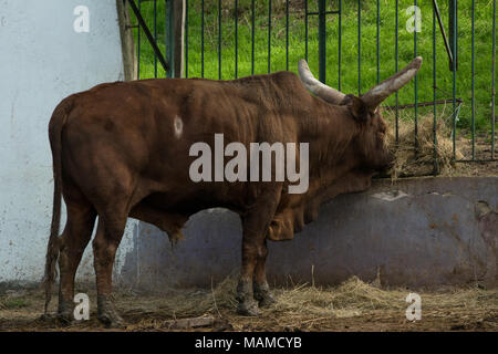 Longhorn Stier in der Nähe Zoo Käfig frisst Heu, frischen grünen Gras im Hintergrund Stockfoto