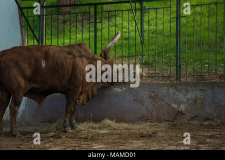 Longhorn Stier in der Nähe Zoo Käfig frisst Heu, frischen grünen Gras im Hintergrund Stockfoto