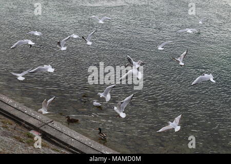 Tief fliegenden Möwen über den Rhein bei Basel, Ansicht von oben Stockfoto