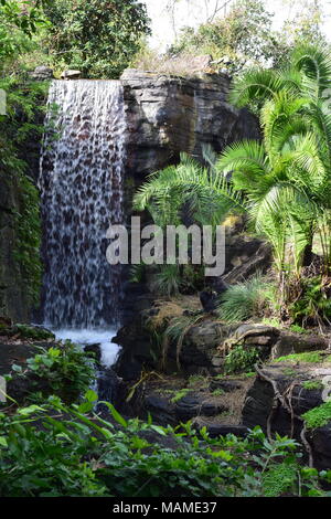 Wasserfall und westlichen Flachlandgorilla Stockfoto
