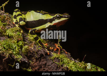 Eine besonders gefährdete stubfoot Kröte, Atelopus pulcher, endemisch in Peru. Populationen dieser Arten sind gefallen, und es ist vom Aussterben bedroht. Stockfoto