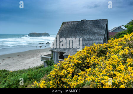 Bandon Küste, Strand Häuser flankiert von blühenden Stechginster (Ulex europaeus), eine invasive Pflanze, Oregon Küste, ODER, USA. Stockfoto