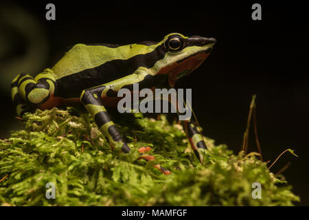 Eine besonders gefährdete stubfoot Kröte, Atelopus pulcher, endemisch in Peru. Populationen dieser Arten sind gefallen, und es ist vom Aussterben bedroht. Stockfoto