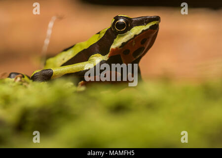 Eine besonders gefährdete stubfoot Kröte, Atelopus pulcher, endemisch in Peru. Populationen dieser Arten sind gefallen, und es ist vom Aussterben bedroht. Stockfoto