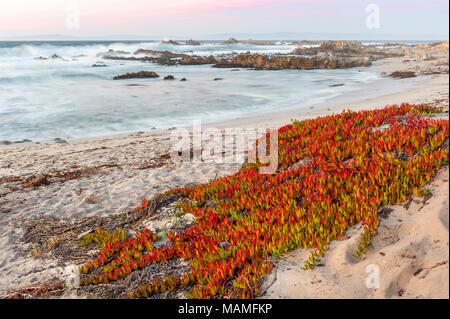 Atmosphärische Landschaft Highway Ice Plant (Carpobrotus edulis), Hottentot-fig, saure Feige, bedeckt Strand Sand in Pacific Grove, Küste von Kalifornien, USA. Stockfoto