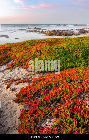 Atmosphärische Landschaft Highway Ice Plant (Carpobrotus edulis), Hottentot-fig, saure Feige, bedeckt Strand Sand in Pacific Grove, Küste von Kalifornien, USA. Stockfoto