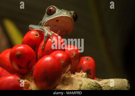 Phyllomedusa tarsius, der Tarsier blatt Frosch, vom Dschungel in Peru. Sie sind seltener als die anderen Phyllomedusa Arten Stockfoto