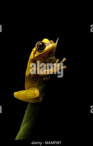 Ein clown Laubfrosch (Dendropsophus) aus den peruanischen Dschungel. Diese sehr nette kleine Frösche können um stehendes Wasser in den Regenwald zu finden. Stockfoto